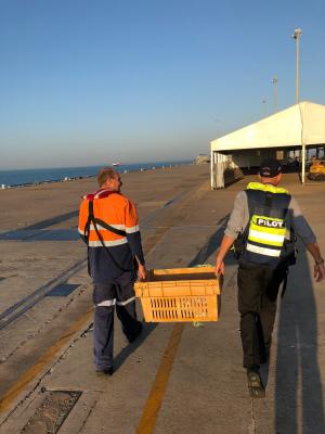 Crew Carrying Turtle.jpg